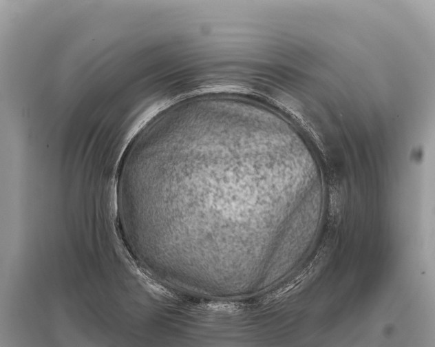 X0000096171274200801251142