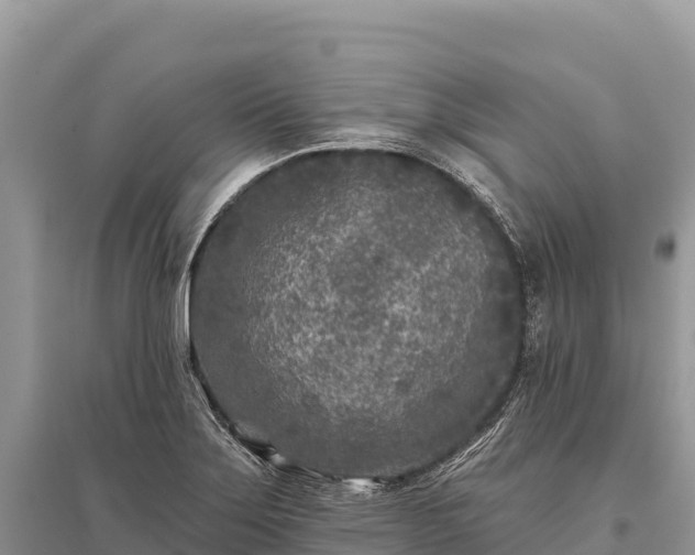X0000096171275200801251142