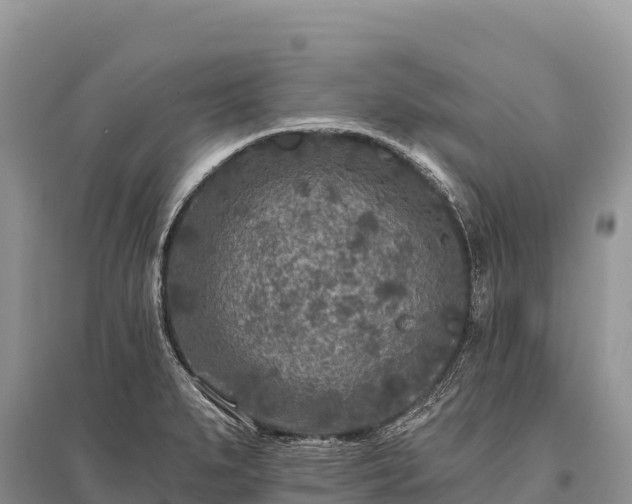 X0000096171279200801251142