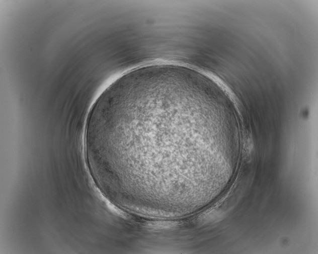 X0000096171294200801251142