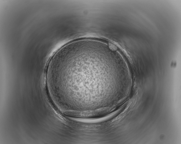 X0000096171367200801251141