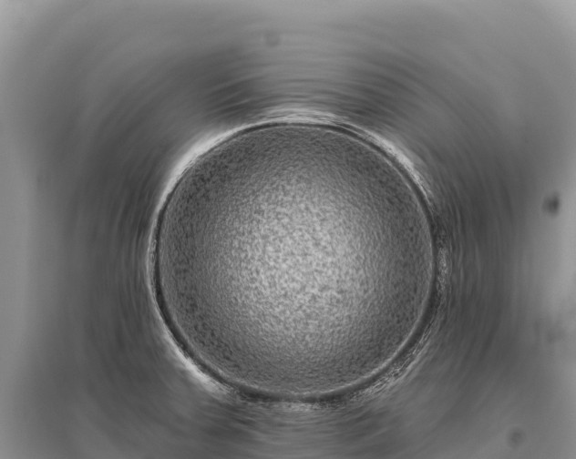 X0000096171379200801251140