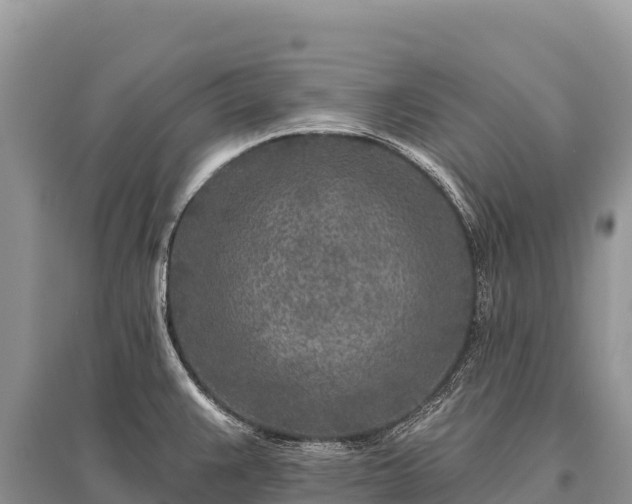 X0000096171383200801251140