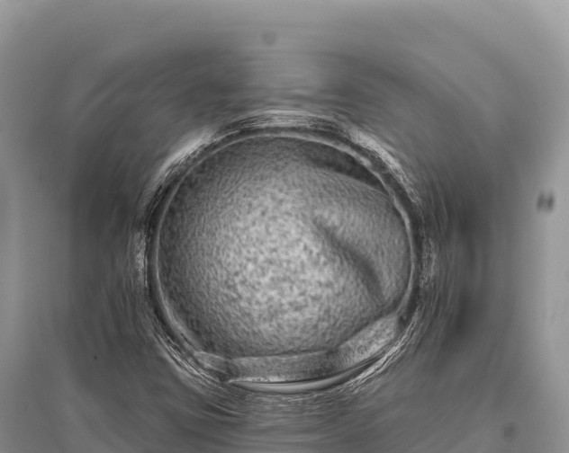 X0000096171403200801251140
