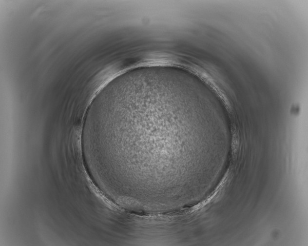 X0000096171417200801251140