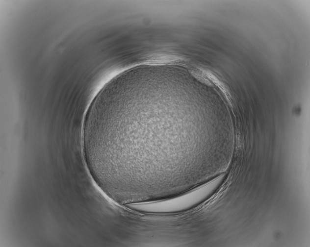 X0000096171487200801251139