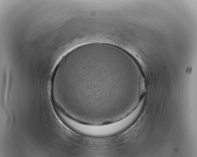 X0000096171508200801251138