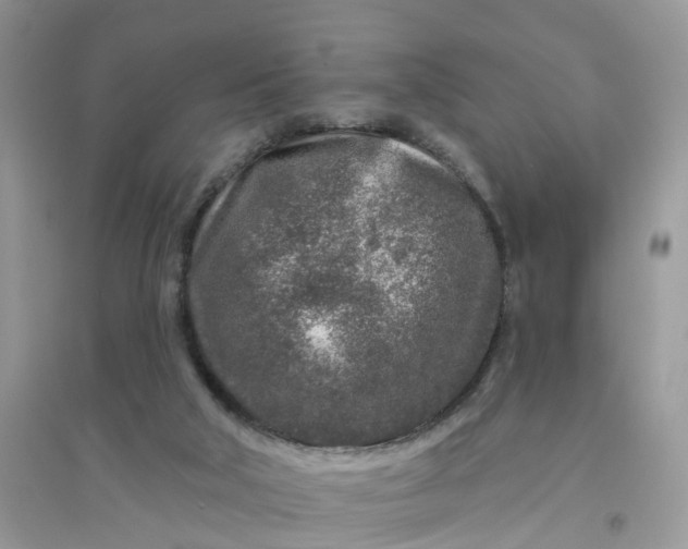 X0000096170018200802011329