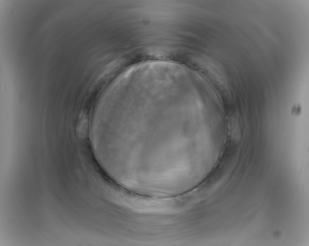 X0000096170036200802011329