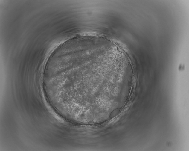 X0000096170049200802011328