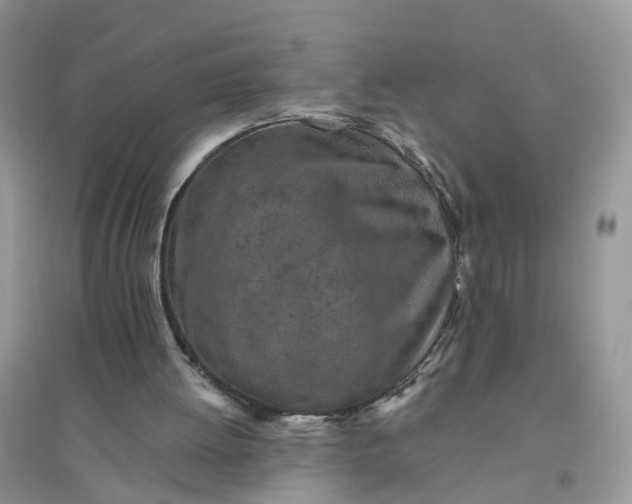 X0000096170052200802011328