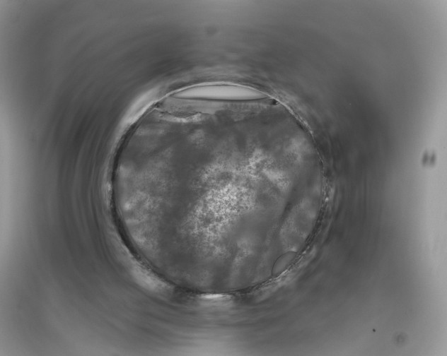 X0000096170053200802011328