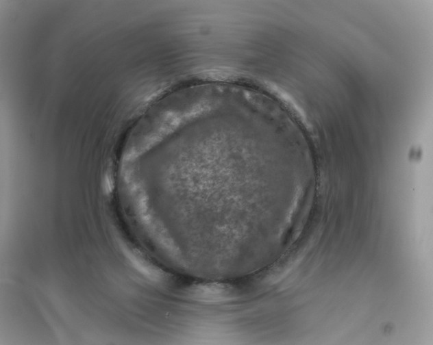 X0000096170069200802011328