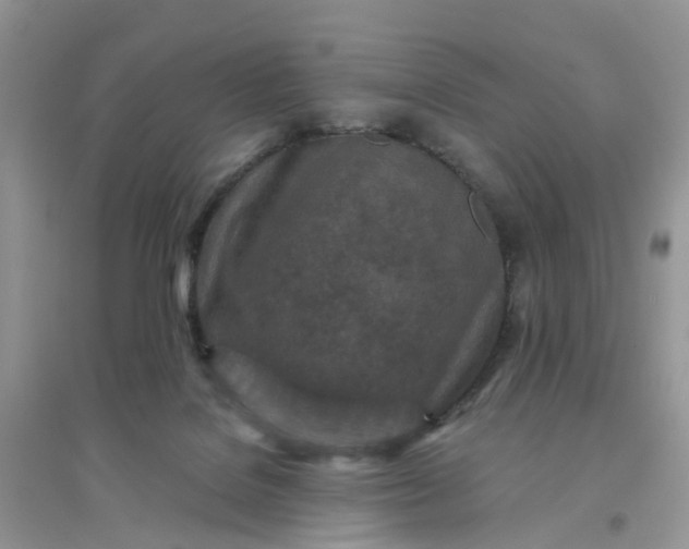 X0000096170076200802011329