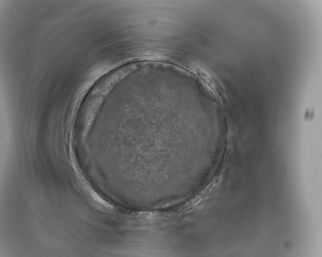 X0000096170145200802011327