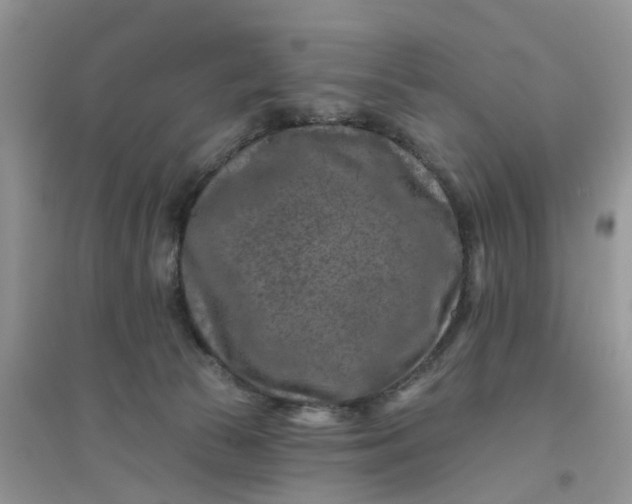 X0000096170177200802011327