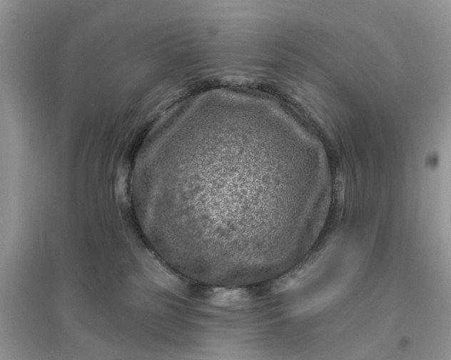 X0000096170185200802011327