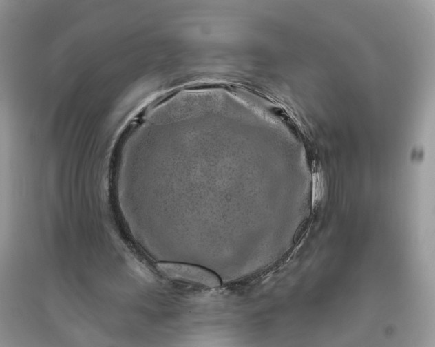 X0000096170243200802011325