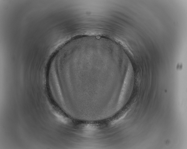 X0000096170303200802011325