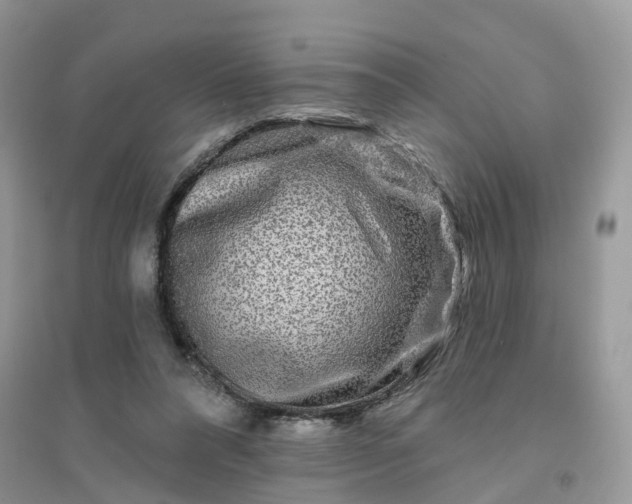 X0000096170304200802011325