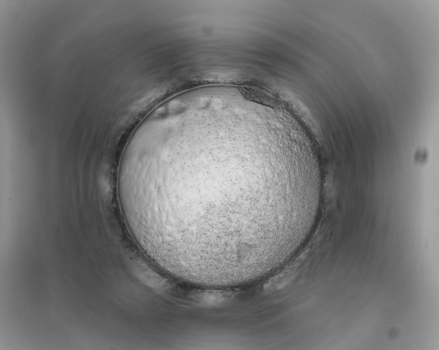 X0000096170305200802011325