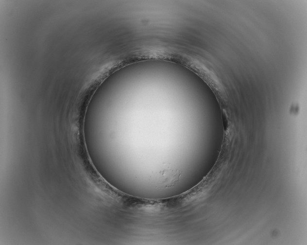 X0000096170306200802011325