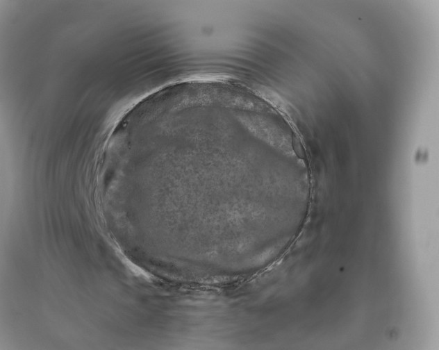 X0000096170337200802011323