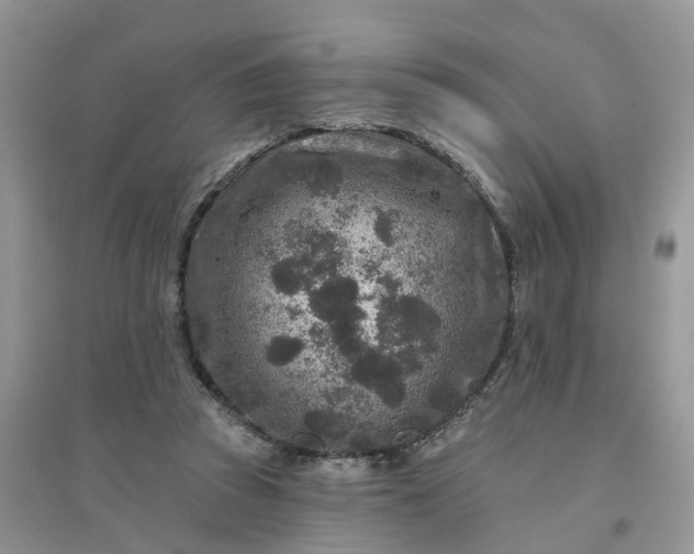 X0000096170353200802011324