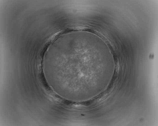 X0000096170360200802011324