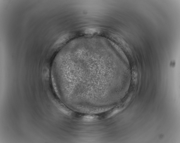 X0000096170375200802011324