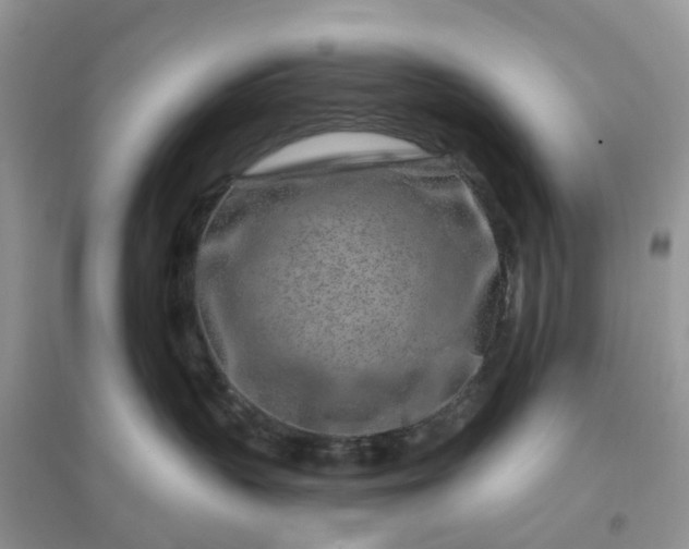 X0000096170383200802011324