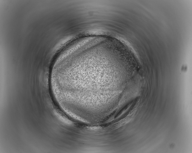 X0000096170446200802011322