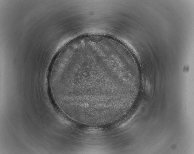 X0000096170487200802011322