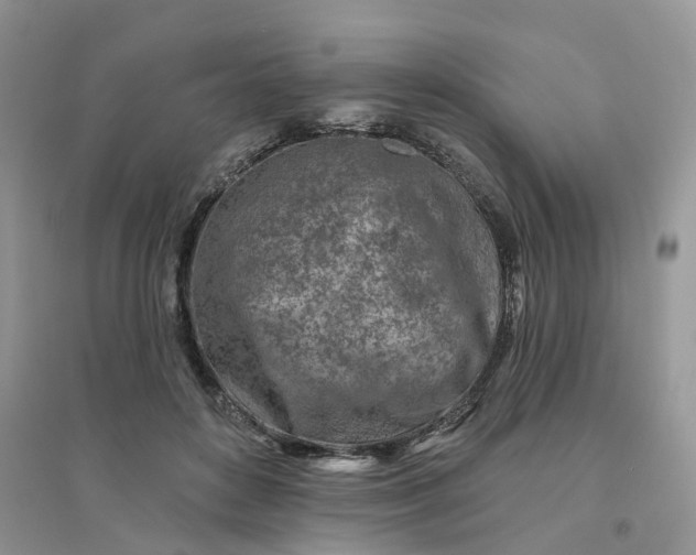 X0000096170504200802011321