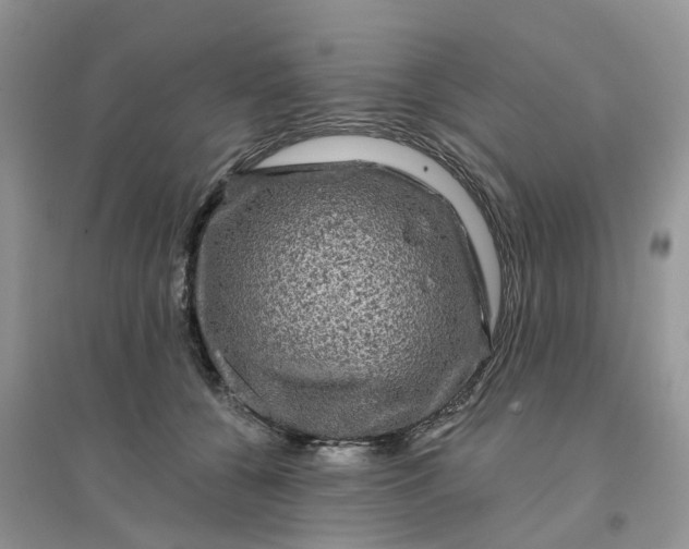 X0000096170560200802011321