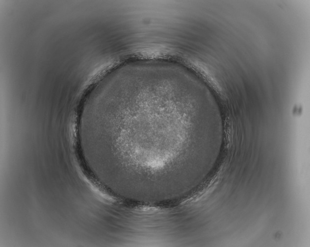 X0000096170590200802011320