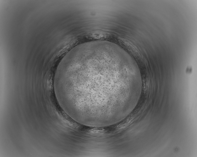 X0000096170606200802011320