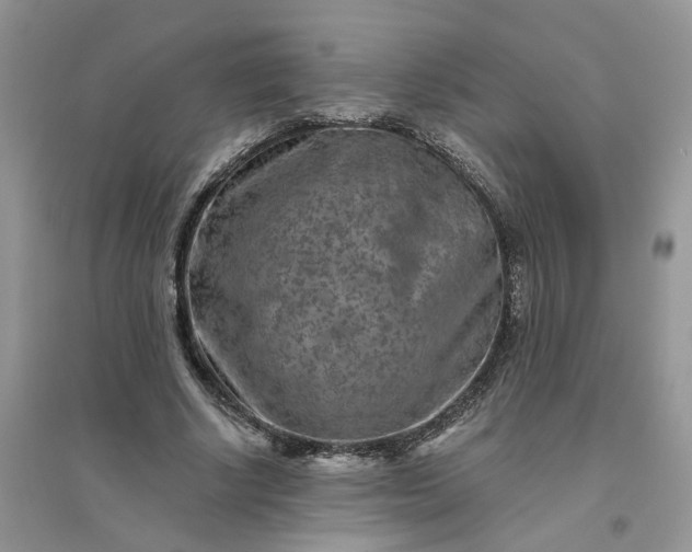 X0000096170634200802011319