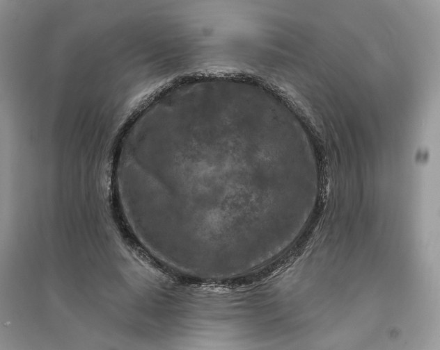 X0000096170640200802011319