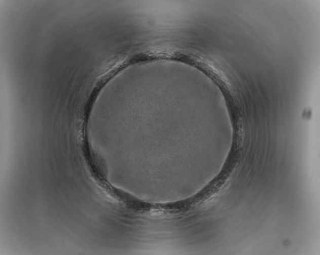 X0000096170641200802011319