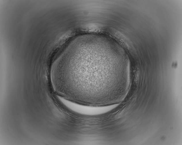 X0000096170643200802011319