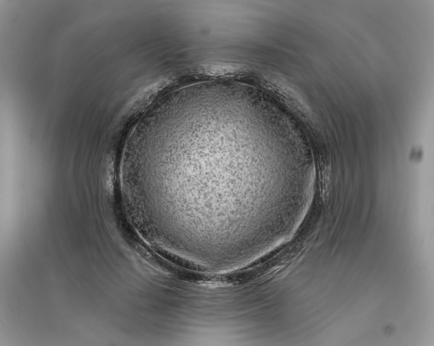 X0000096170644200802011319