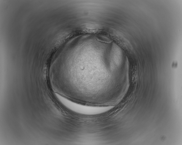 X0000096170647200802011319