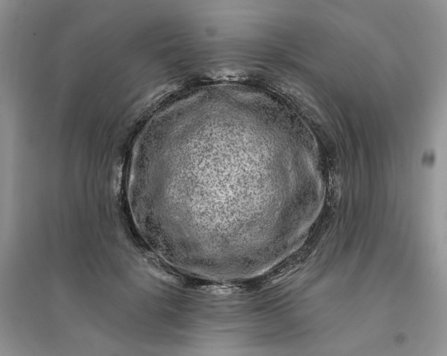 X0000096170652200802011319