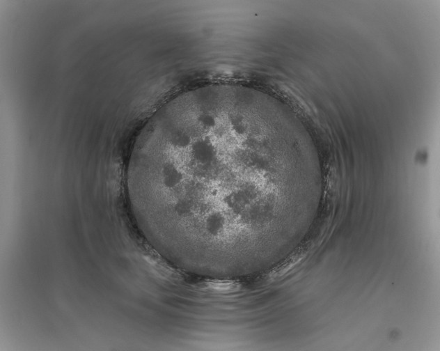 X0000096170659200802011319