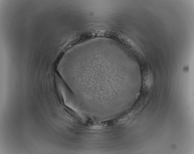 X0000096170661200802011319