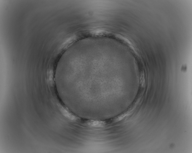 X0000096170670200802011320