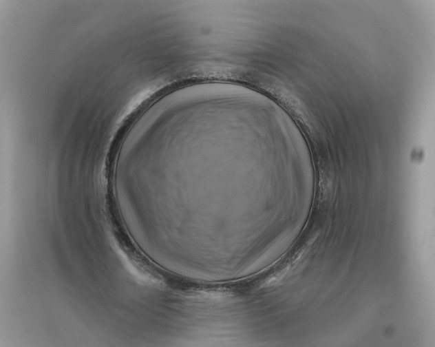 X0000096170674200802011319