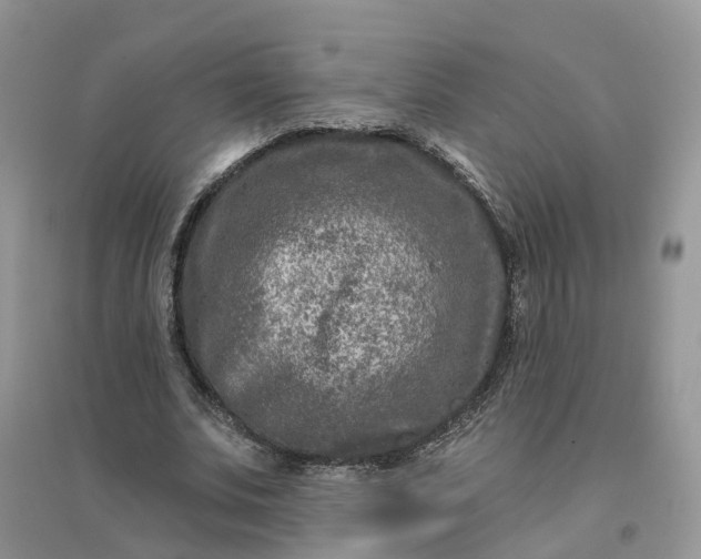 X0000096170679200802011319