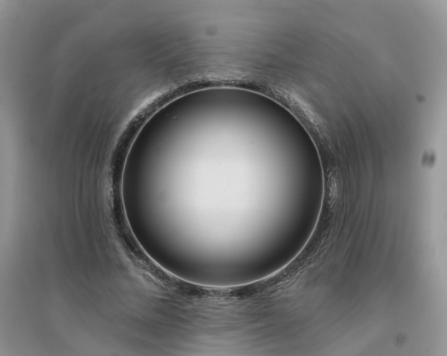 X0000096170684200802011319